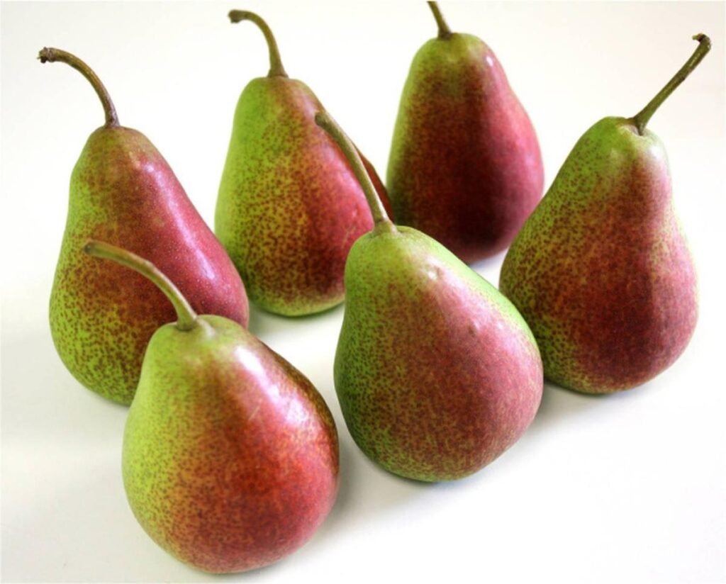 INDIAN PEARS BENEFITS IN TAMIL