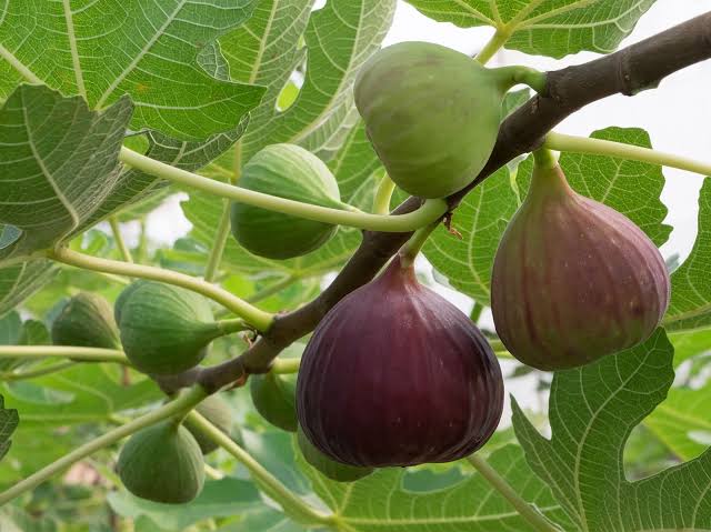 BENEFITS OF ATHIPAZHAM (FIG FRUITS) IN TAMIL