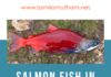 SALMON FISH IN TAMIL