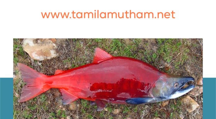 SALMON FISH IN TAMIL