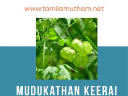 MUDAKATHAN KEERAI BENEFITS IN TAMIL 2023: முடக்கத்தான் கீரையின் பலன்கள்