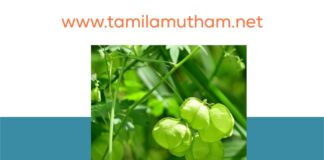 MUDAKATHAN KEERAI BENEFITS IN TAMIL 2023: முடக்கத்தான் கீரையின் பலன்கள்