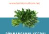 PONNANGANNI KEERAI BENEFITS IN TAMIL 2023: பொன்னாங்கண்ணி கீரையின் பலன்கள்