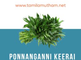 PONNANGANNI KEERAI BENEFITS IN TAMIL 2023: பொன்னாங்கண்ணி கீரையின் பலன்கள்